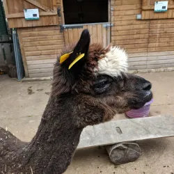 Vauxhall City Farm - Lambeth