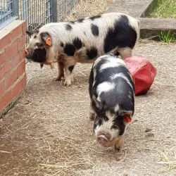 Vauxhall City Farm - Lambeth