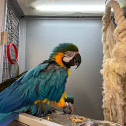 Cornish Camellia Garden - Launceston