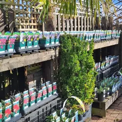 Cornish Camellia Garden - Launceston