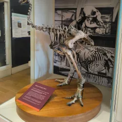 Leeds City Museum - Leeds