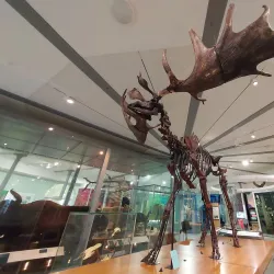 Leeds City Museum - Leeds