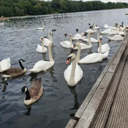 Roundhay Park - Leeds