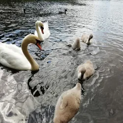 Eliburn Park - Livingston