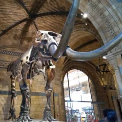 The Natural History Museum - London
