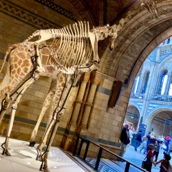 The Natural History Museum - London