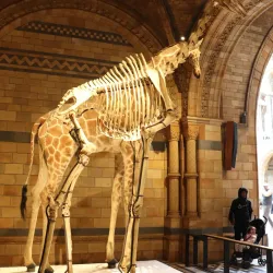 The Natural History Museum - London