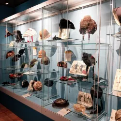 Wardown Park Museum - Luton