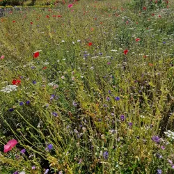 Gordon Castle Gardens - Macduff