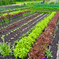 Gordon Castle Gardens - Macduff