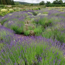 Gordon Castle Gardens - Macduff