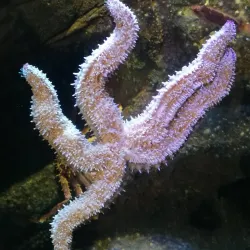 Macduff Marine Aquarium - Macduff