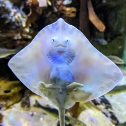 Macduff Marine Aquarium - Macduff