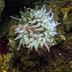 Macduff Marine Aquarium - Macduff
