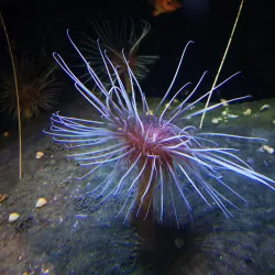 Macduff Marine Aquarium - Macduff