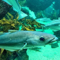 Macduff Marine Aquarium - Macduff