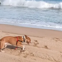 Whitehills Beach - Macduff