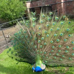 Heaton Park - Manchester