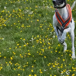 Hartsdown Park - Margate