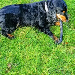 Hartsdown Park - Margate