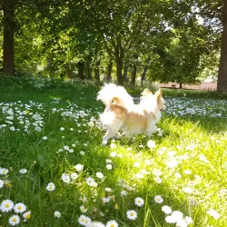 Hartsdown Park - Margate