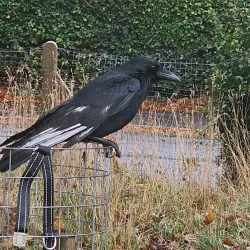 Hartsdown Park - Margate