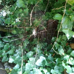 Hartsdown Park - Margate