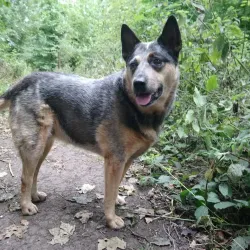 Hartsdown Park - Margate