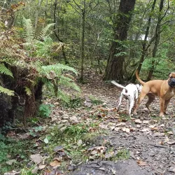 Bellshill Golf Club - Motherwell