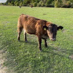 Greenham Common - Newbury