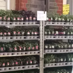 Newbury Market - Newbury