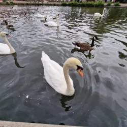 Victoria Park - Newbury