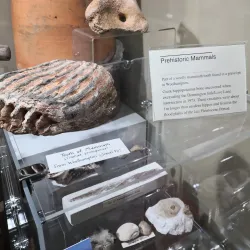 West Berkshire Museum - Newbury