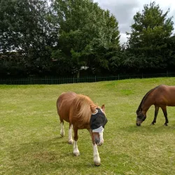 Newham City Farm - Newham