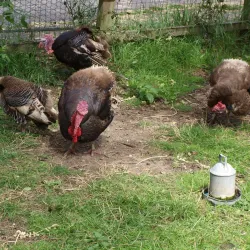 Newham City Farm - Newham