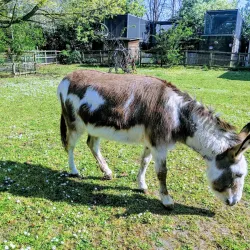Newham City Farm - Newham