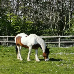 Newham City Farm - Newham