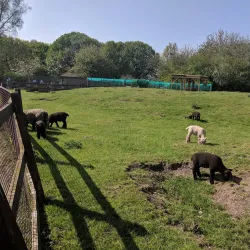 Newham City Farm - Newham