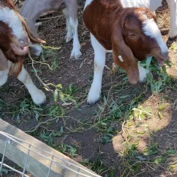 Newham City Farm - Newham