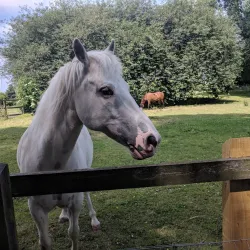 Newham City Farm - Newham