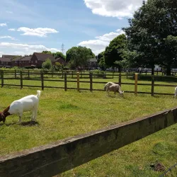 Newham City Farm - Newham
