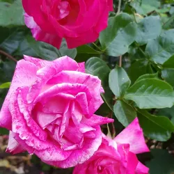 Plaistow Park - Newham