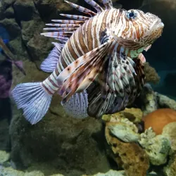 Blue Reef Aquarium - Newquay