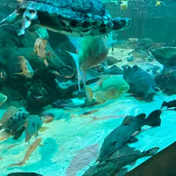Blue Reef Aquarium - Newquay