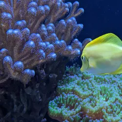 Blue Reef Aquarium - Newquay