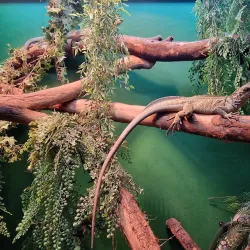 Blue Reef Aquarium - Newquay