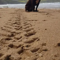 Crantock Beach - Newquay