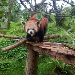 Newquay Zoo - Newquay
