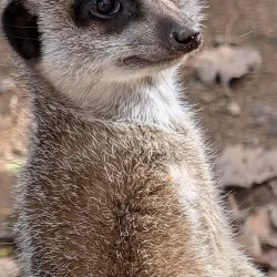 Newquay Zoo - Newquay