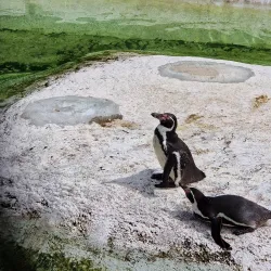 Newquay Zoo - Newquay